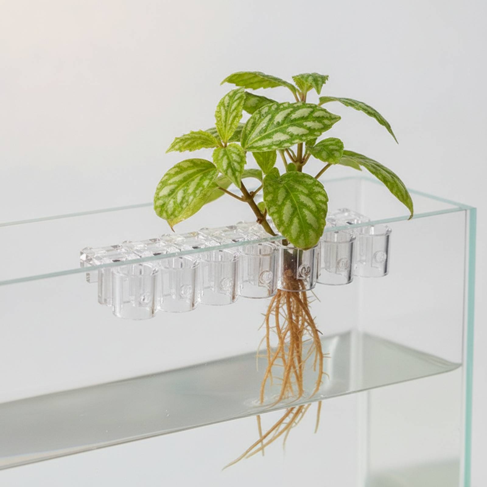 6 Piezas de Soportes Transpare - Aquarium Planting reseña y precio