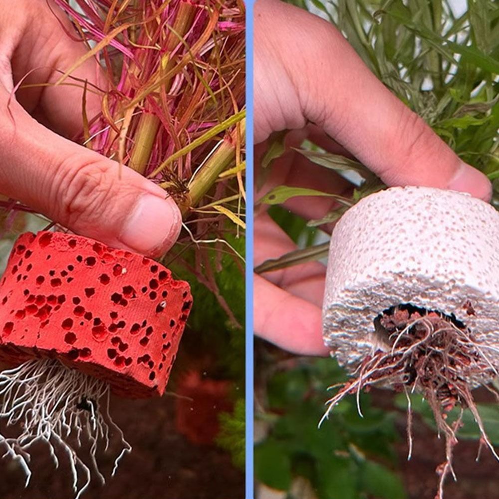 10 Anillos con Peso para Fijac - Planted Aquarium Pictures reseña y precio