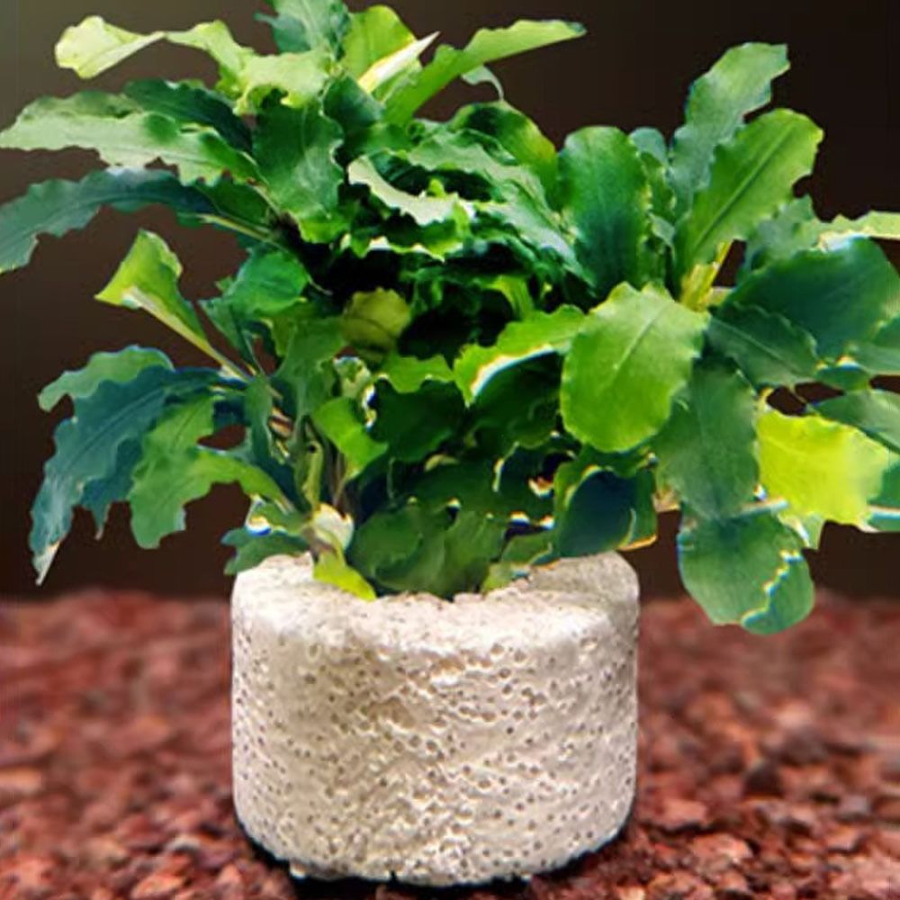 10 Anillos con Peso para Fijac - Planted Aquarium Pictures reseña y precio