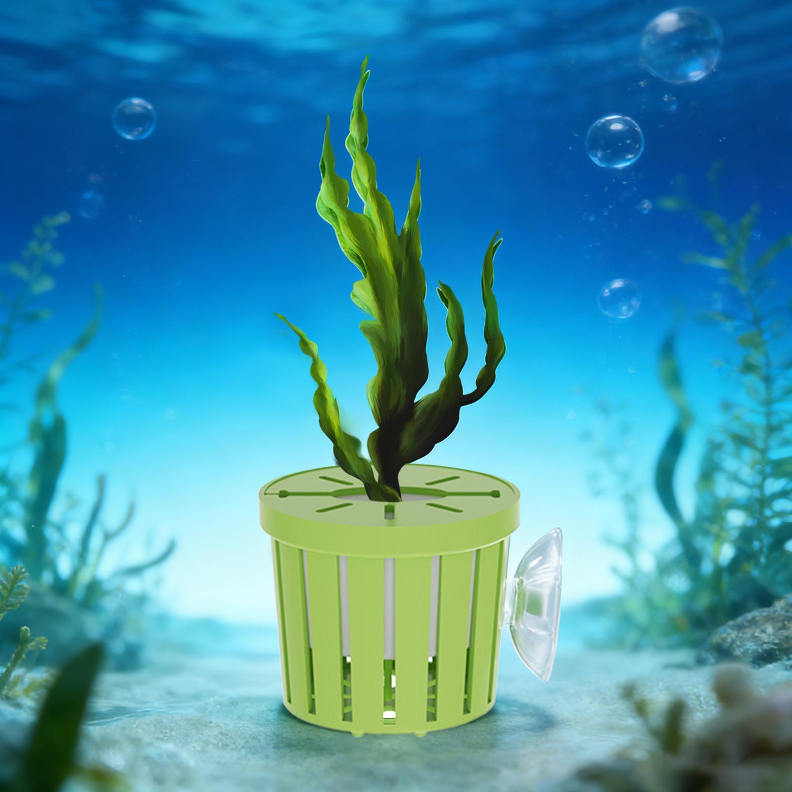 Juego de 4 Cestas Hidropónicas - Aquarium Planted Background reseña y precio