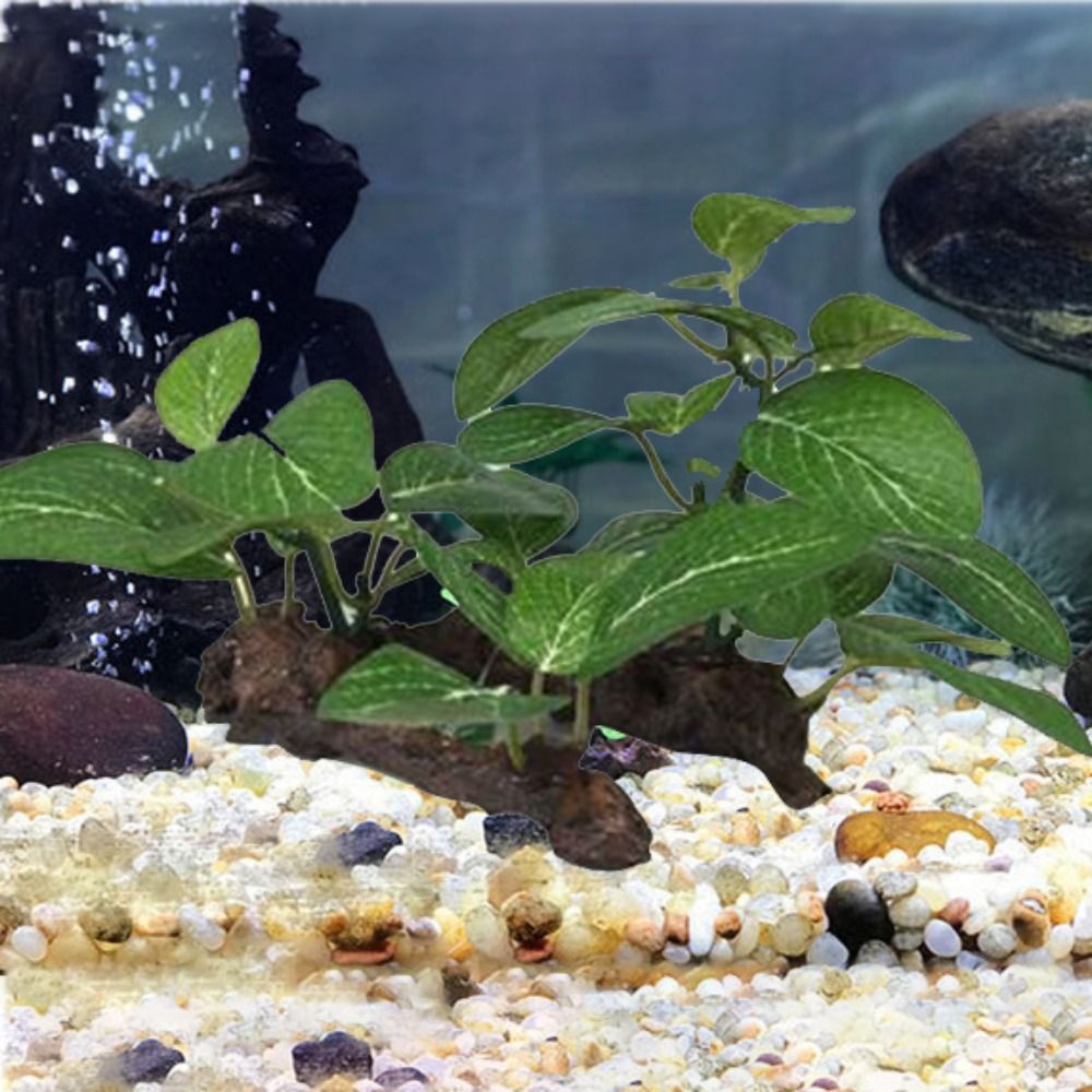 Plástico Creativo para Decorac - Planted Aquarium Jar reseña y precio