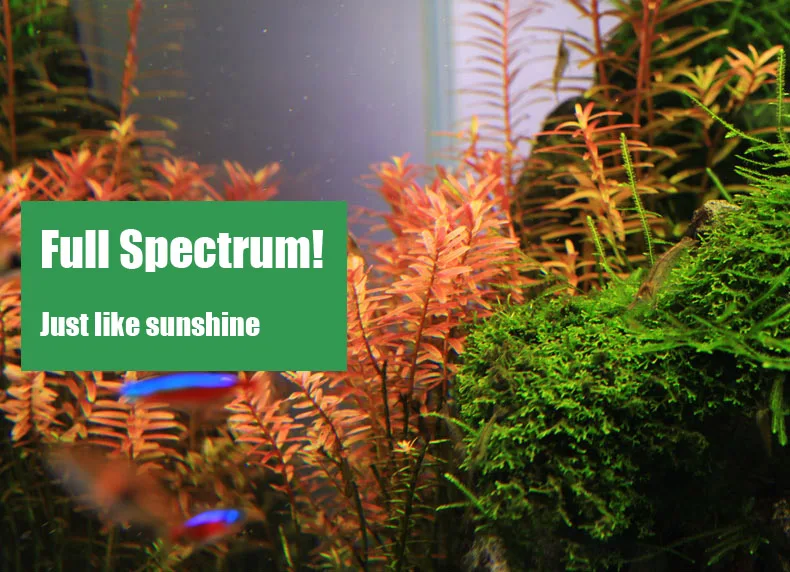 Chihiros Serie C Planta estilo - Aquarium Plant Ornament reseña y precio