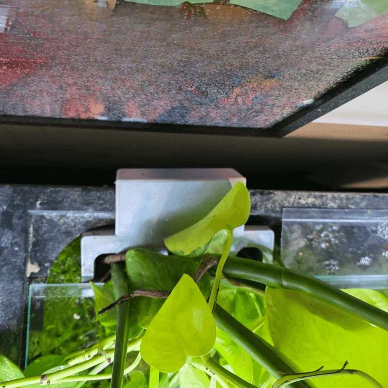 Soporte Lateral para Plantas d - Aquarium Plant Diseases reseña y precio