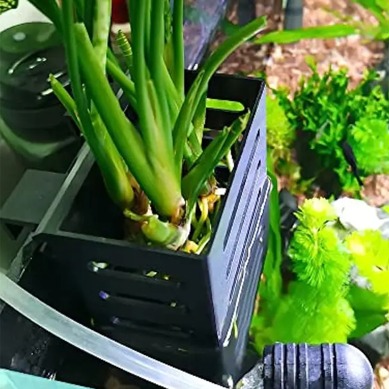 Decoraciones para peceras de m - Aquarium Plant Rings reseña y precio