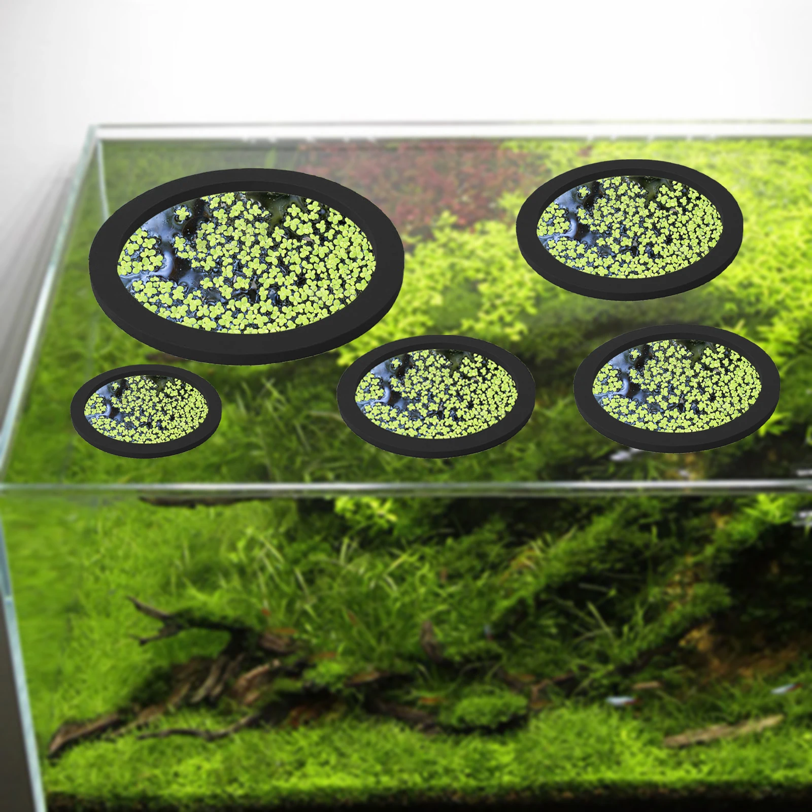 5 uds EVA anillo de alimentaci - Aquarium Planting reseña y precio