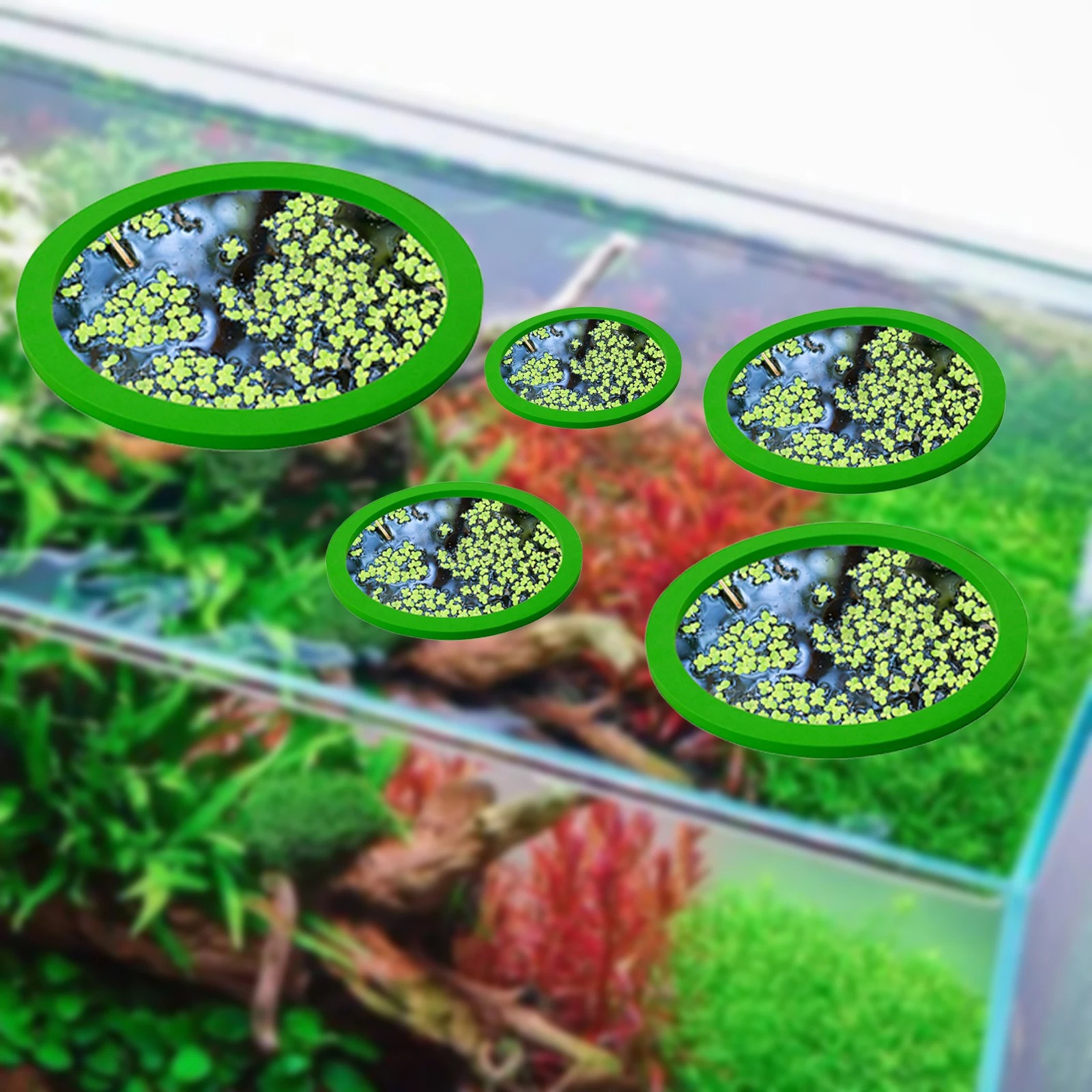 5 uds EVA anillo de alimentaci - Aquarium Planting reseña y precio