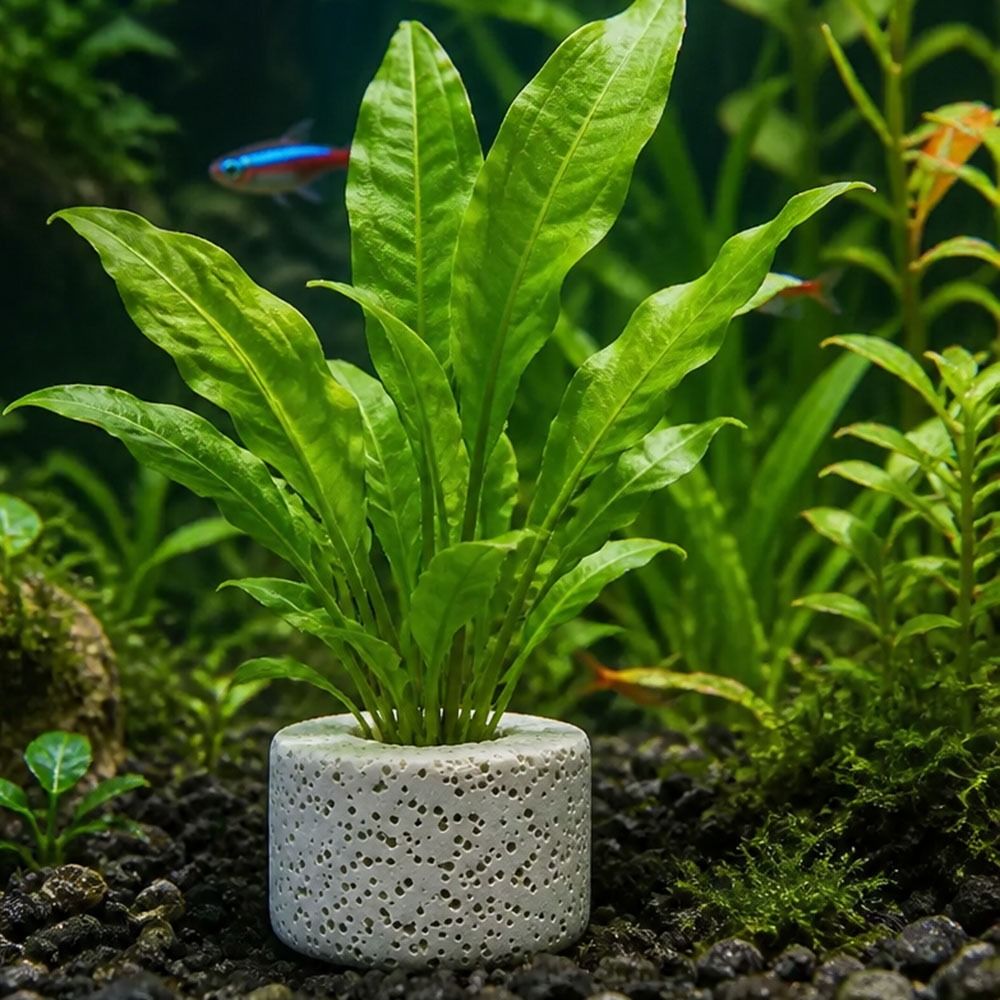 10 Anillos con Peso para Fijac - Planted Aquarium Pictures reseña y precio