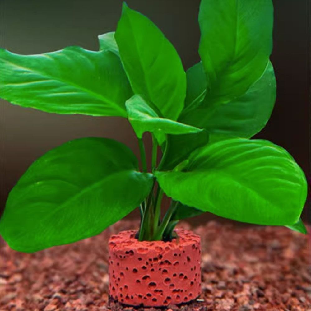 10 Anillos con Peso para Fijac - Planted Aquarium Pictures reseña y precio