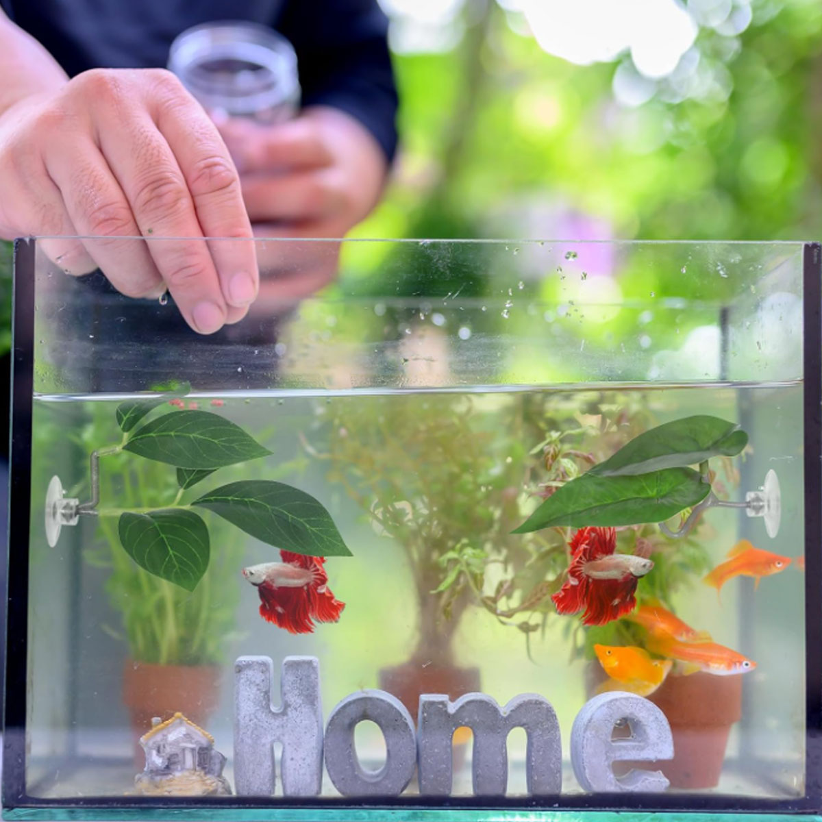 Hamaca para peces Betta, decor - Aquarium Plant Ornament reseña y precio