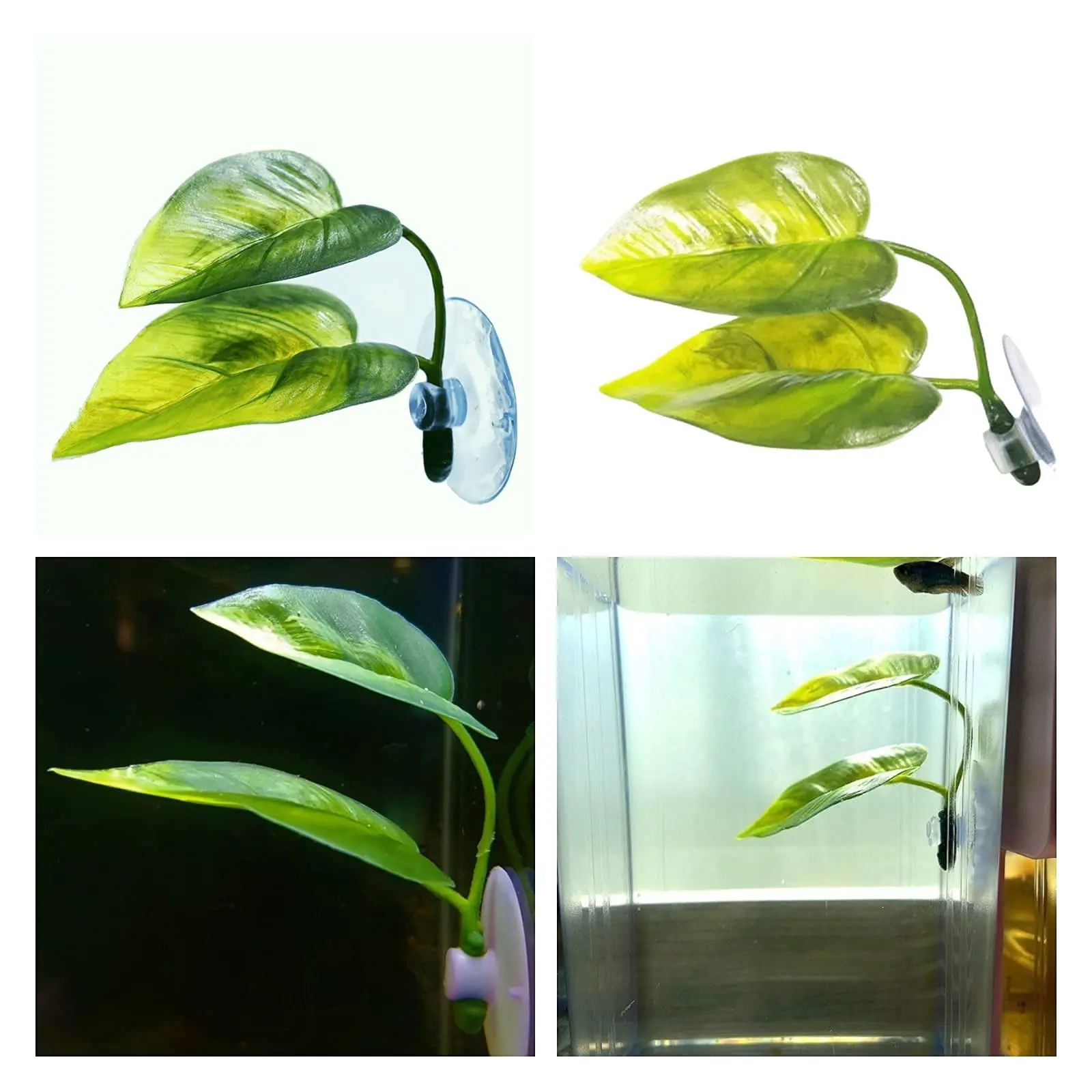 Decoración de pecera para masc - Aquarium Plant Rings reseña y precio