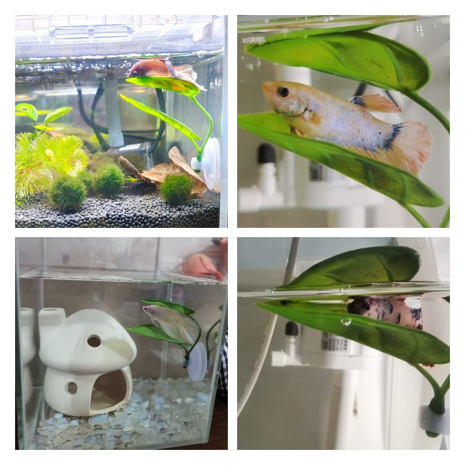 Decoración de pecera para masc - Aquarium Plant Rings reseña y precio