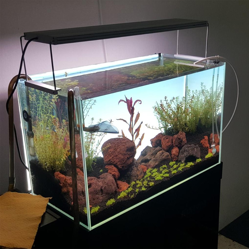 Lámpara LED blanca para acuari - Planted Aquarium Best Fish reseña y precio