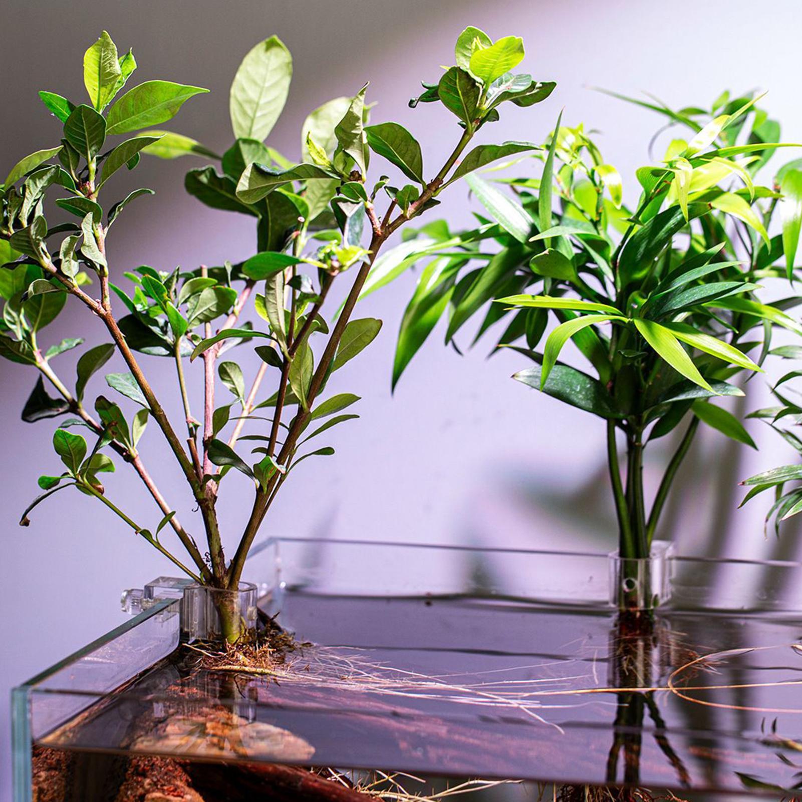 Soportes para plantas de acuar - Aquarium Plant Live reseña y precio