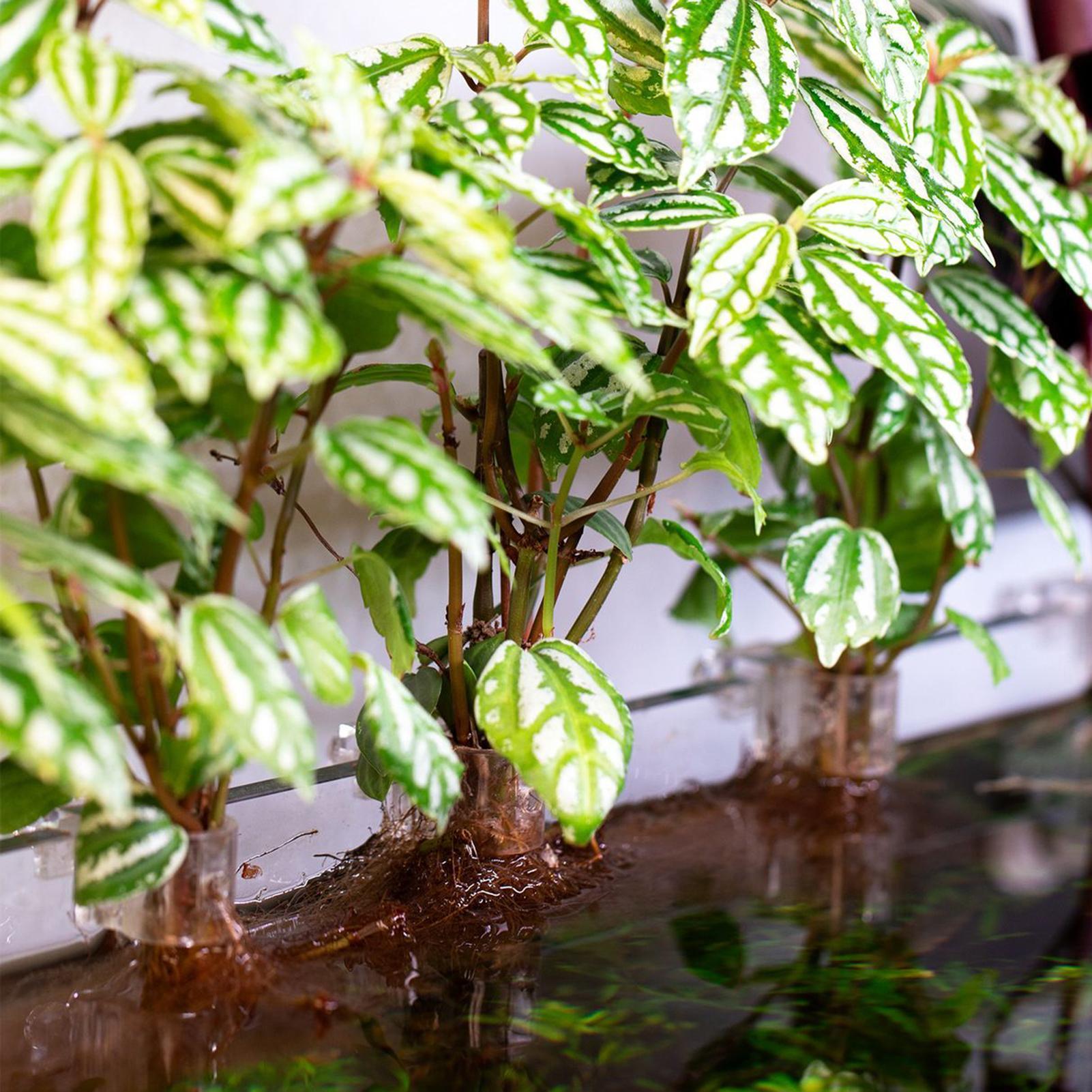 Soportes para plantas de acuar - Aquarium Plant Live reseña y precio