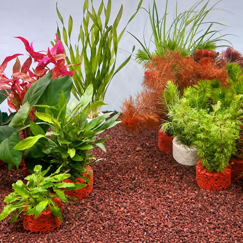 10 Anillos con Peso para Fijac - Planted Aquarium Pictures reseña y precio