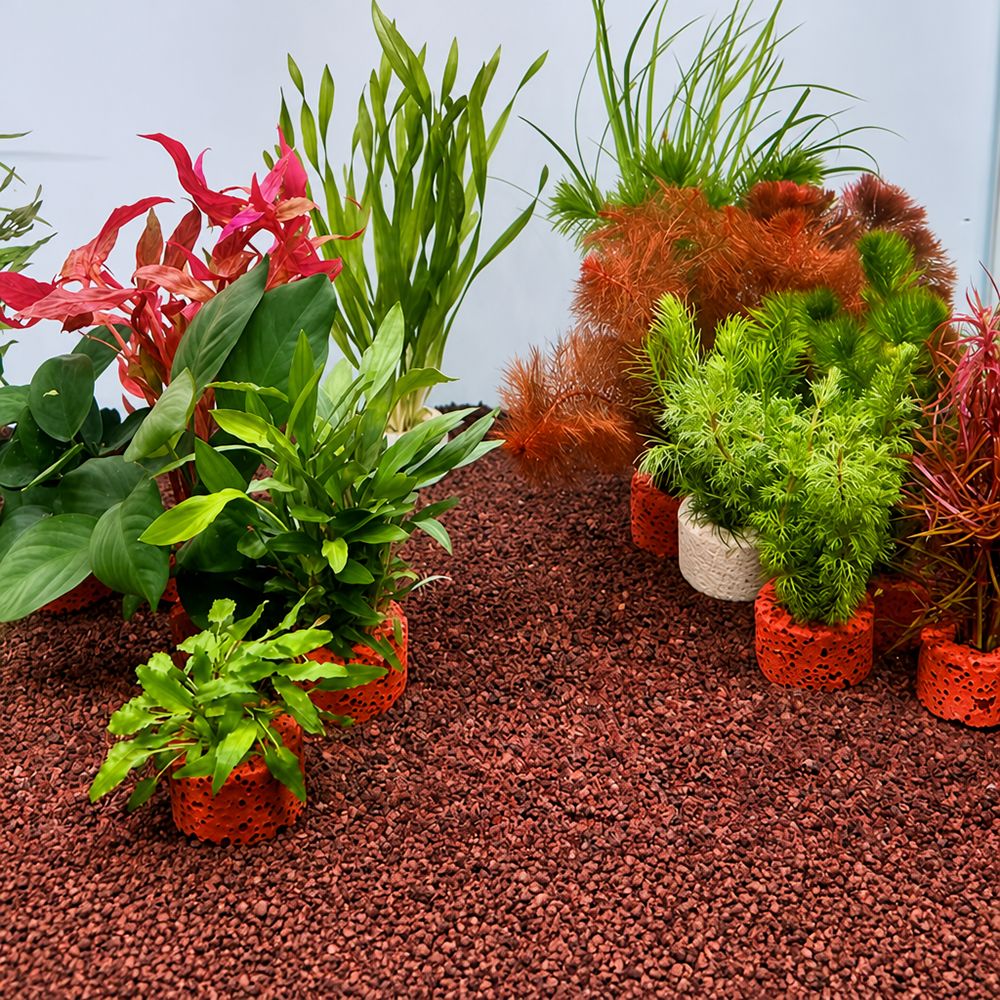 10 Anillos con Peso para Fijac - Planted Aquarium Pictures reseña y precio