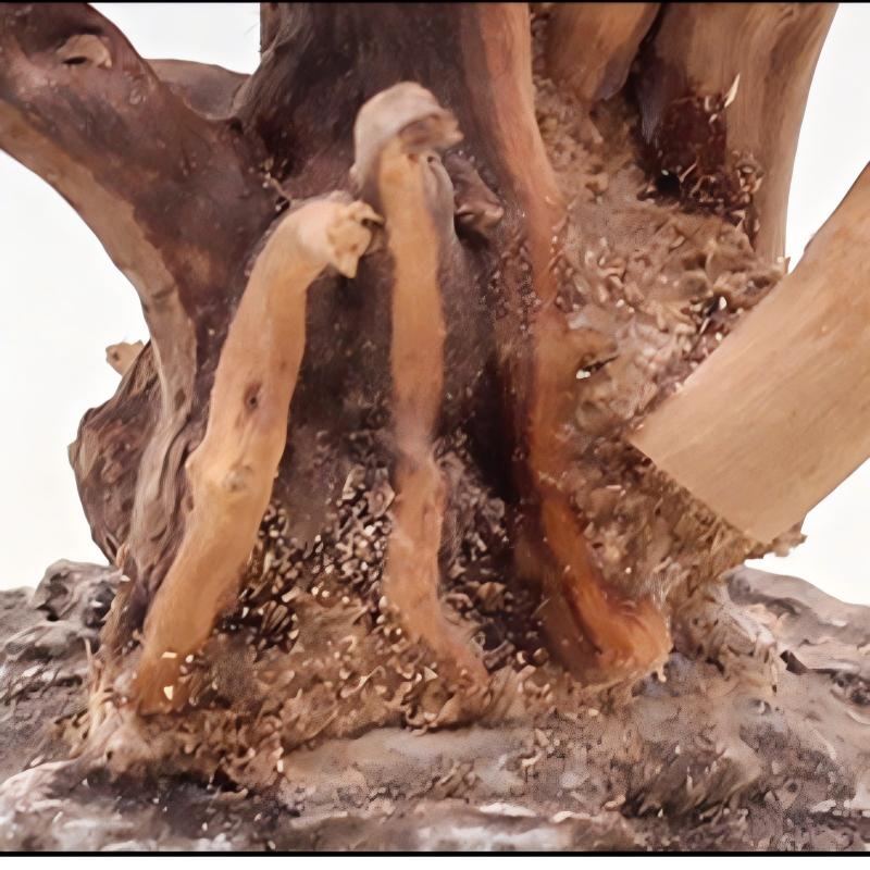 Adornos de madera para paisaji - Aquarium Plant Rings reseña y precio
