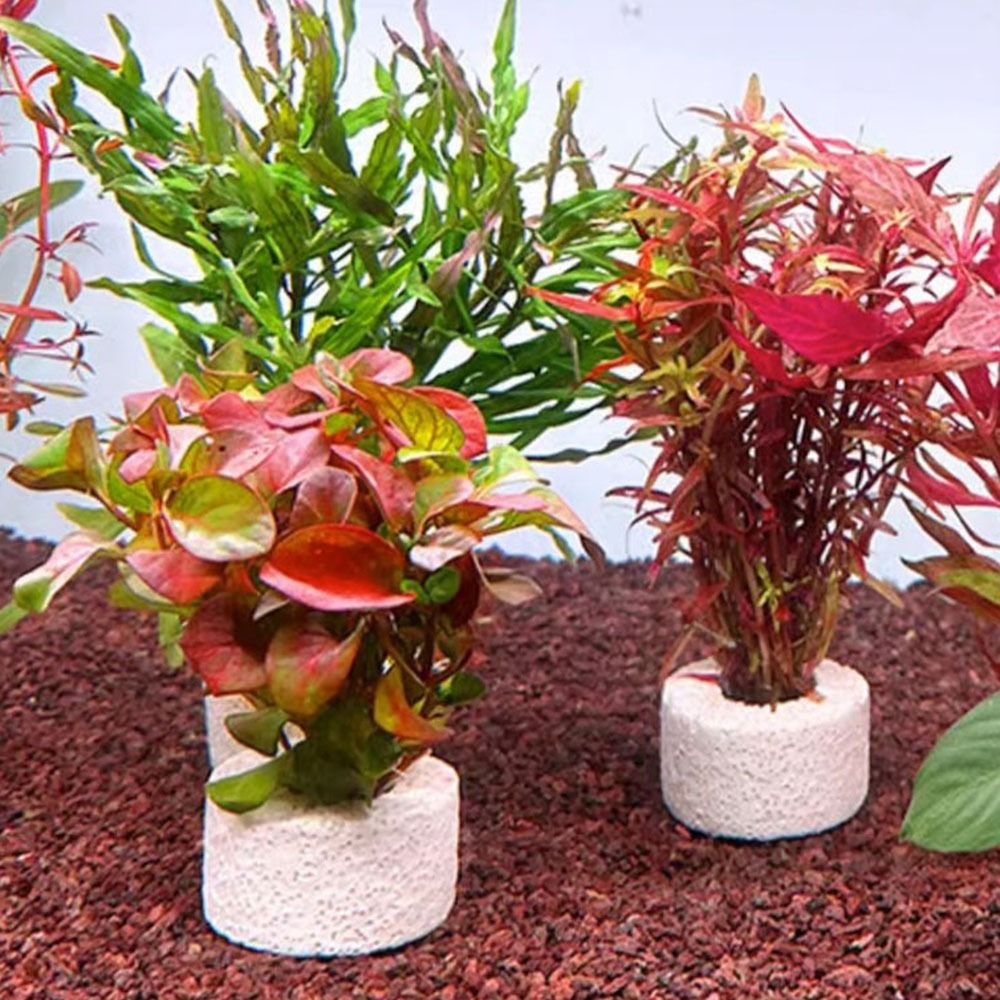 10 Anillos con Peso para Fijac - Planted Aquarium Pictures reseña y precio