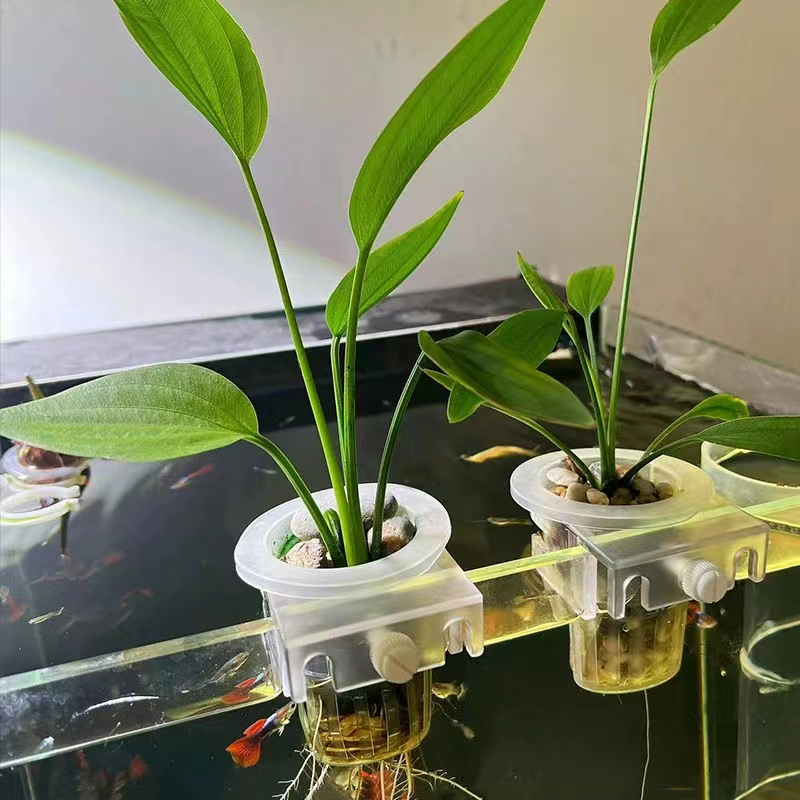 Cesta de plantación de acuario - Aquarium Plant Rings reseña y precio