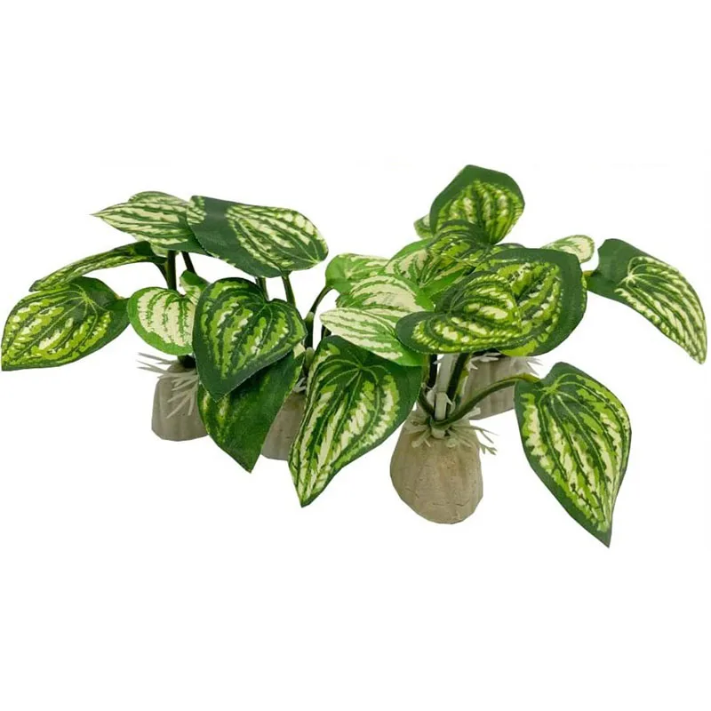 Pequeña hierba subacuática acu - Aquarium Planted Background reseña y precio
